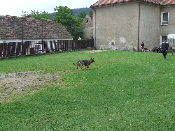 Ukázka výcviku psů 25. 6. 2009