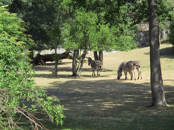 Školní výlet do ZOO Plzeň 22. 6. 2017