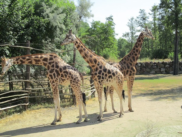 Školní výlet do ZOO Plzeň 22. 6. 2017