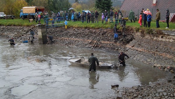 Výlov v Divišově 22. 10. 2017