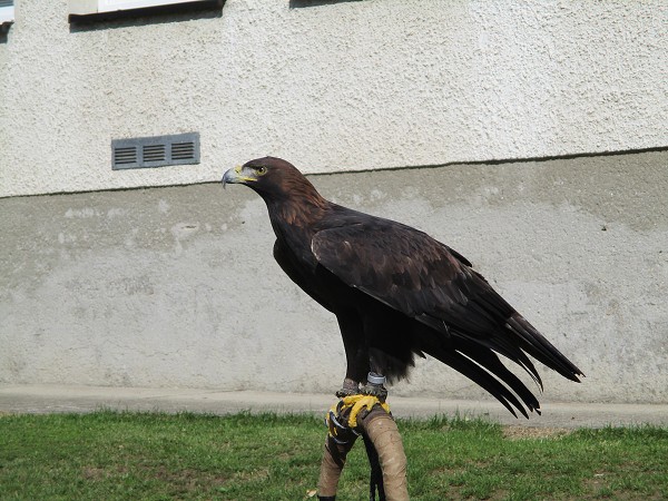 Dopoledne se zvířátky 11. 9. 2018