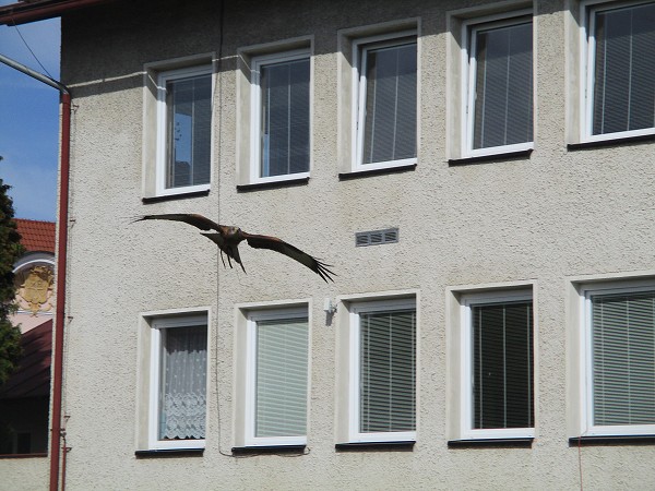 Dopoledne se zvířátky 11. 9. 2018