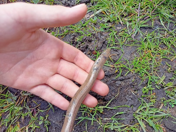 Přírodovědná vycházka 21. 4. 2021